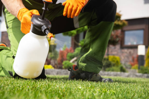 Best Wasp Removal Services  in Tok, AK