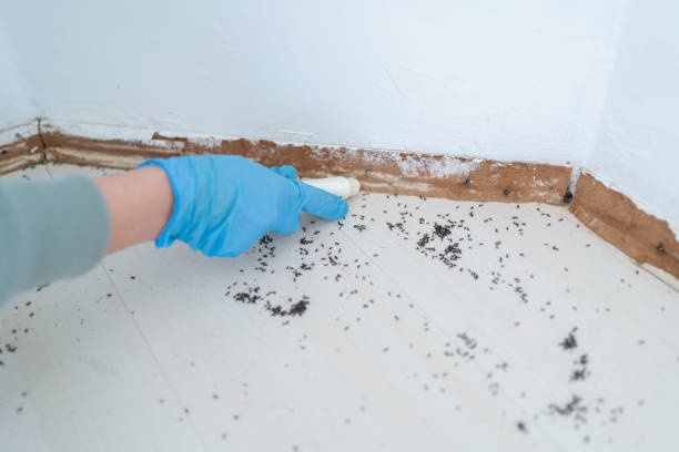 Best Bed Bug Extermination  in Tok, AK